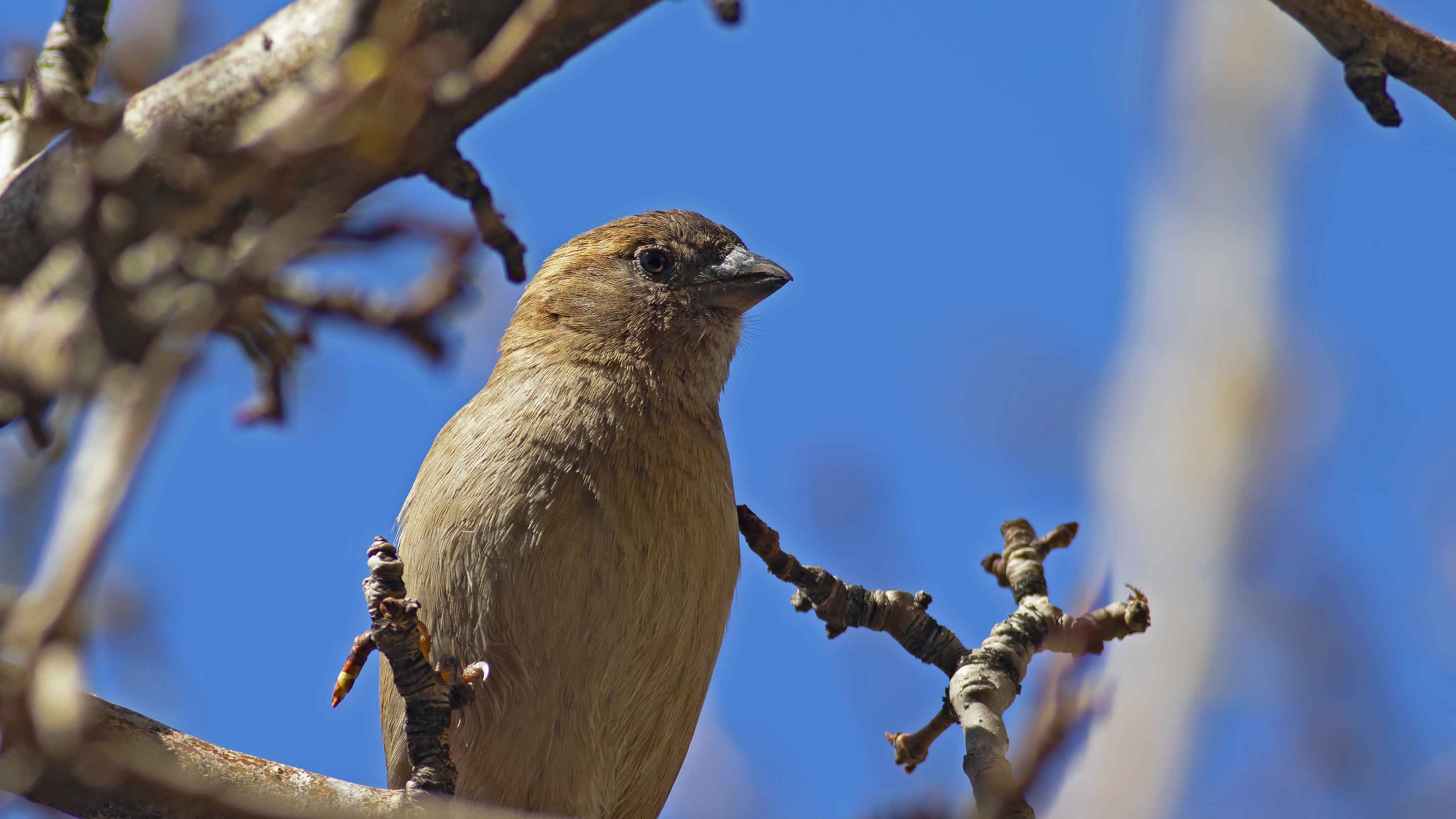 House Sparrow